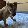 生後二ヶ月人が大好き甘えん坊おす子犬 サムネイル3