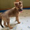 生後二ヶ月人が大好き甘えん坊おす子犬 サムネイル6