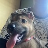 生後二ヶ月人が大好き甘えん坊おす子犬 サムネイル7