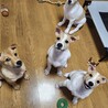 一番大きくて引き締まった体つき サムネイル2
