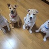 一番大きくて引き締まった体つき サムネイル3