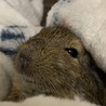 ねみぃ