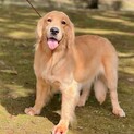 繁殖用ゴールデンレトリバー引退、メス　若い　明るい