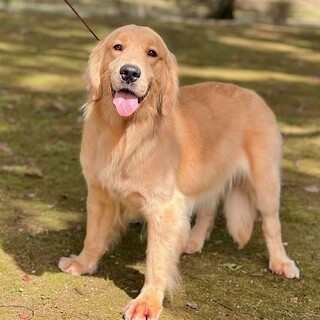 繁殖用ゴールデンレトリバー引退、メス　若い　明るい