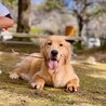 繁殖用ゴールデンレトリバー引退、メス　若い　明るい サムネイル2