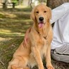 繁殖用ゴールデンレトリバー引退、メス　若い　明るい サムネイル3