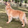 繁殖用ゴールデンレトリバー引退、メス　若い　明るい サムネイル4