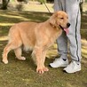 繁殖用ゴールデンレトリバー引退、メス　若い　明るい サムネイル5