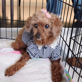 幸せにして【つつみちゃん】