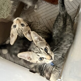 サバトラ兄弟