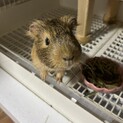 モルモット　オス　半年