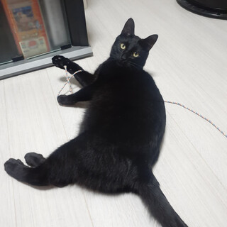 黒猫の大和くん（相模原市保健所）