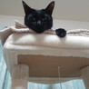 黒猫の大和くん（相模原市保健所） サムネイル2