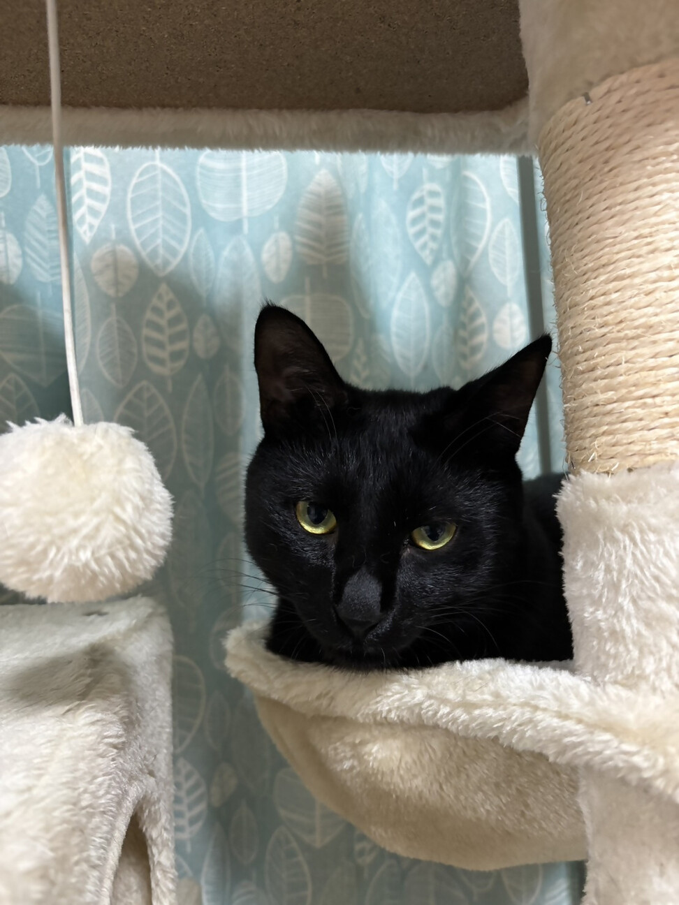 黒猫大和さま　専用 黒猫の大和くん（相模原市」神奈川県 - 猫の里親募集(545467) 3枚目