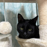 黒猫の大和くん（相模原市保健所） サムネイル3
