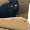 黒猫の大和くん（相模原市保健所） サムネイル4
