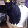 黒猫の大和くん（相模原市保健所） サムネイル5