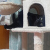 黒猫の大和くん（相模原市保健所） サムネイル7