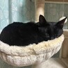 黒猫の大和くん（相模原市保健所） サムネイル6
