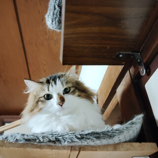 キジ白猫のモネちゃん（相模原市保健所）
