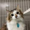 キジ白猫のモネちゃん（相模原市保健所） サムネイル4
