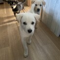 甘えん坊な虹（こう）くん