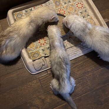 みんなで食事中