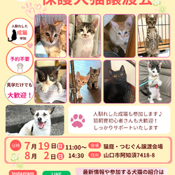 クローバーの会保護犬猫譲渡会