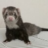 2匹一緒に里親になってくださる方募集してます。 サムネイル2