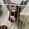 2匹一緒に里親になってくださる方募集してます。 サムネイル3