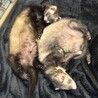 2匹一緒に里親になってくださる方募集してます。 サムネイル4