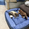 甲田さくら
