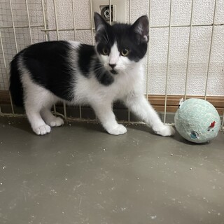 うしっし・人馴れ特訓中遊び大好き