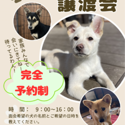 予約制譲渡会 サムネイル1
