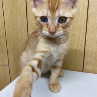 ヒョウ柄のイケニャン、控」兵庫県 - 猫の里親募集(378962
