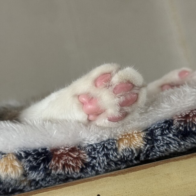 ねこのおやぶんのカバー写真