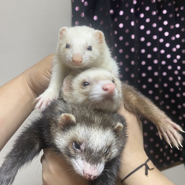 すっちー○┓のカバー写真