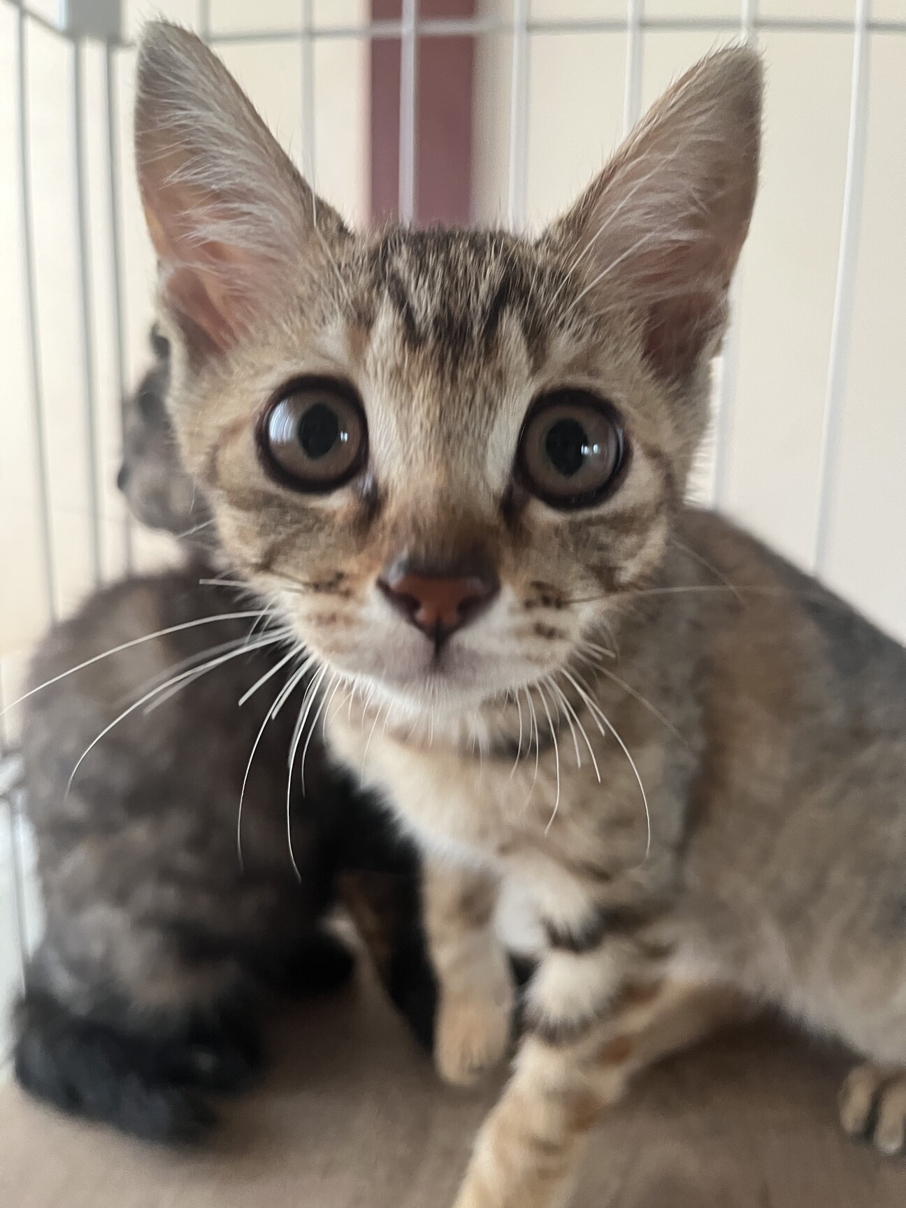 生後2ヶ月の子猫すーちゃん」滋賀県 - 猫の里親募集(545507) 1枚目の 