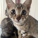 生後2ヶ月の子猫すーちゃん