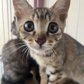生後2ヶ月の子猫すーちゃん