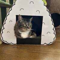 マロン