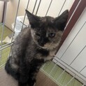 2ヶ月の子猫　あんちゃん