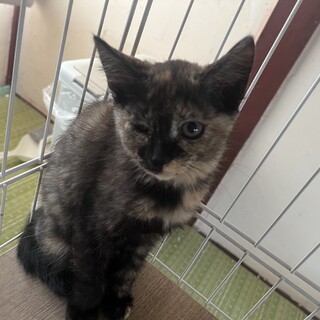 2ヶ月の子猫　あんちゃん