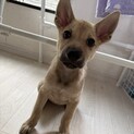 壱岐島の野犬は美犬です