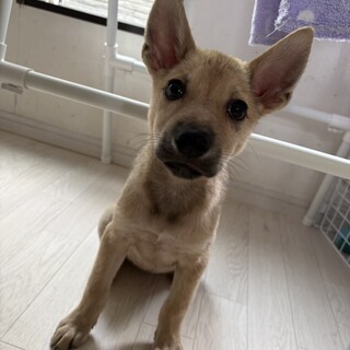 壱岐島の野犬は美犬です