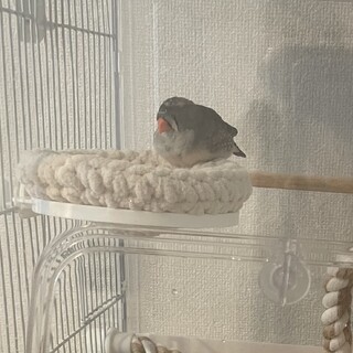 急募！里親募集中