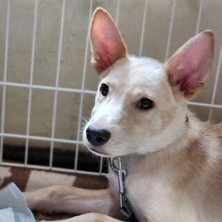 野犬子犬3ヶ月の男の子！