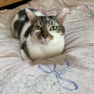 ルナ☆静かに寄り添うお月さま