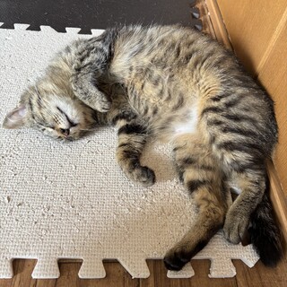一番下の脱走娘が妊娠して帰ってきました