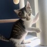 こんなに大きくなったよ僕！“ししとう”君♡ サムネイル5